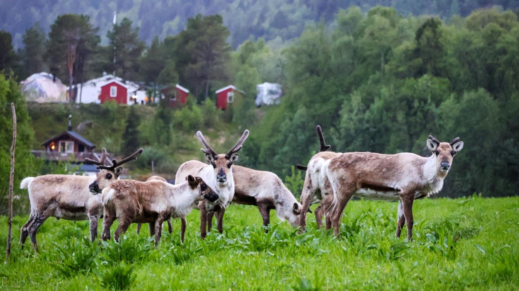 Norwegian Wild Βίλα Brygghaugen Εξωτερικό φωτογραφία