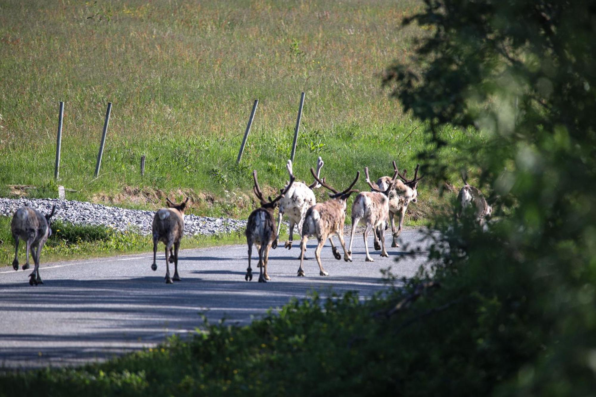 Norwegian Wild Βίλα Brygghaugen Εξωτερικό φωτογραφία